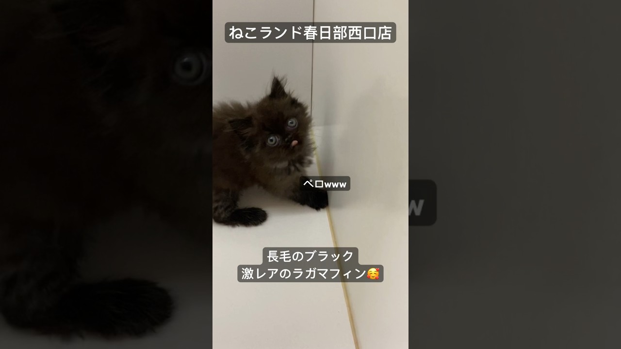 【子猫販売】#ラガマフィン #子猫 #猫動画 #shorts