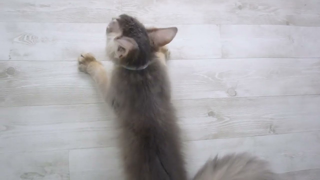 Coo&RIKU　No00694845 ソマリ