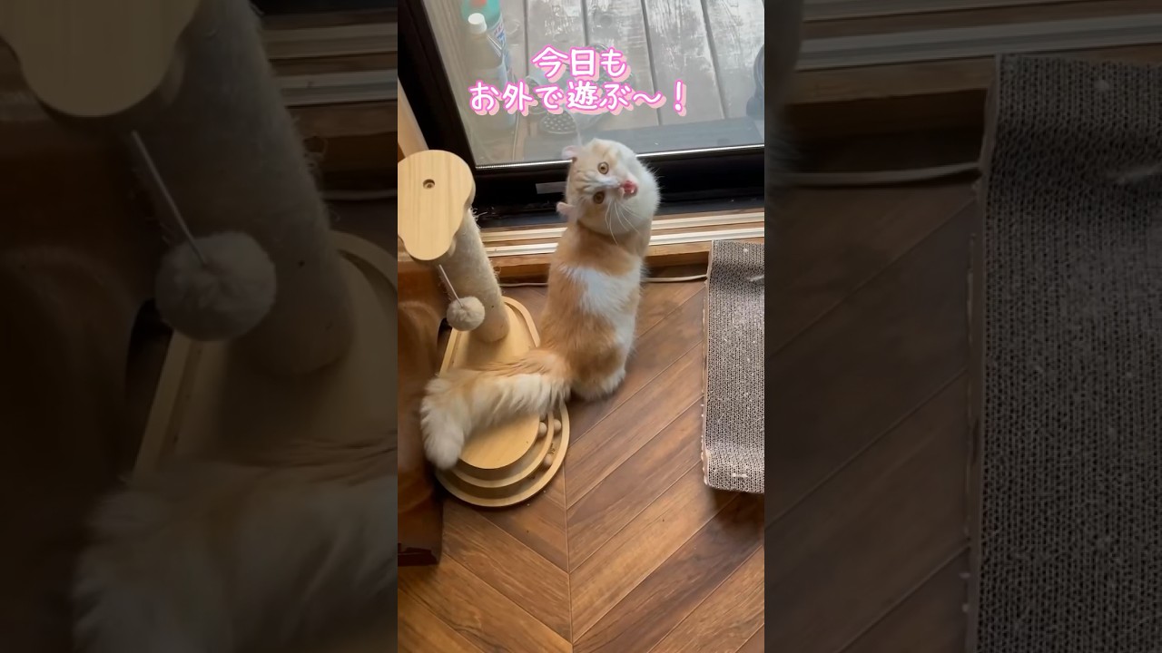 【キンカロー】声色を使い分ける毛玉・失敗編【マンチカール】#猫 #キンカロー