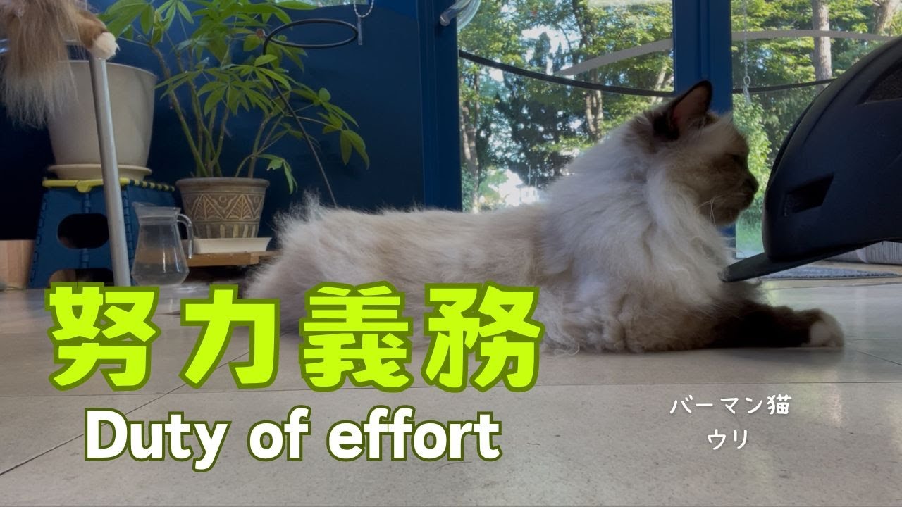 バーマン猫ウリ【努力義務】Duty of effort（バーマン猫）Birman/Cat