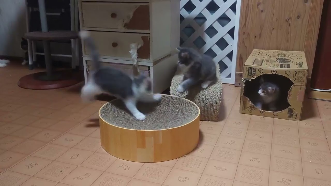 ノルウェージャンフォレストキャット お鼻ピンクのイケメン　ブルーマッカレルタビー&ホワイト