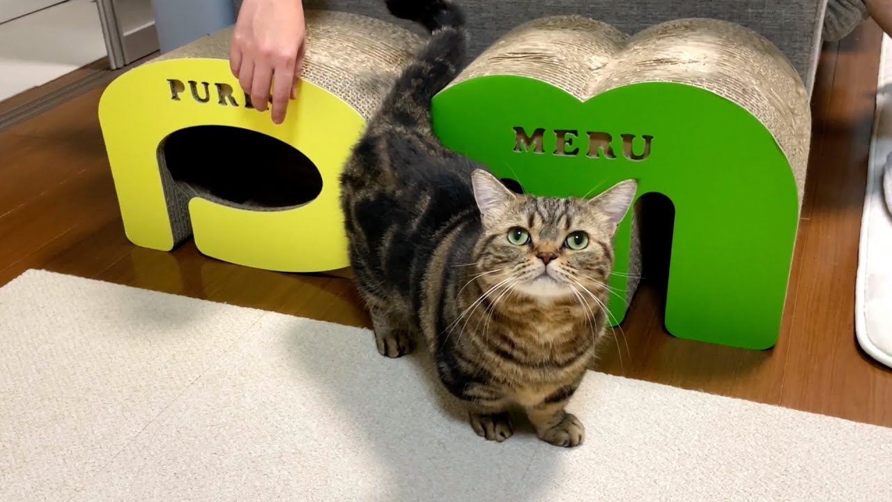 甘えたくてモジモジするツンデレ猫が可愛いw