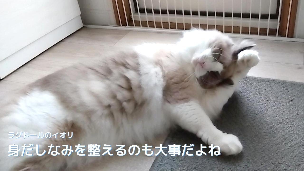 【ラグドール】身だしなみを整えるのも大事だよね
