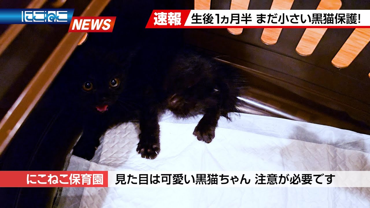 【にこねこ速報】とまらない！！ご入園ラッシュ！！