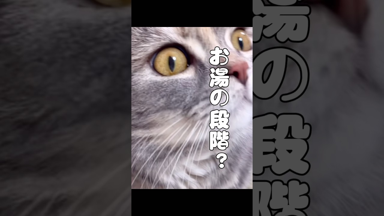 グラタンが遅いクレームを受けてあせる猫店員♯shorts♯cats♯猫との生活♯マンチカン♯癒しの猫