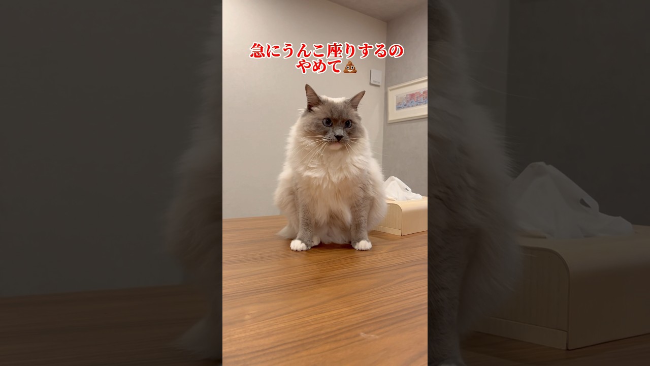 #ラグドール #猫 #cat #고양이 #ragdollcat  #猫動画 #癒し #ねこ動画  #shorts  #おもしろ動画  #かわいい猫 #大型猫 #cats #cutecat