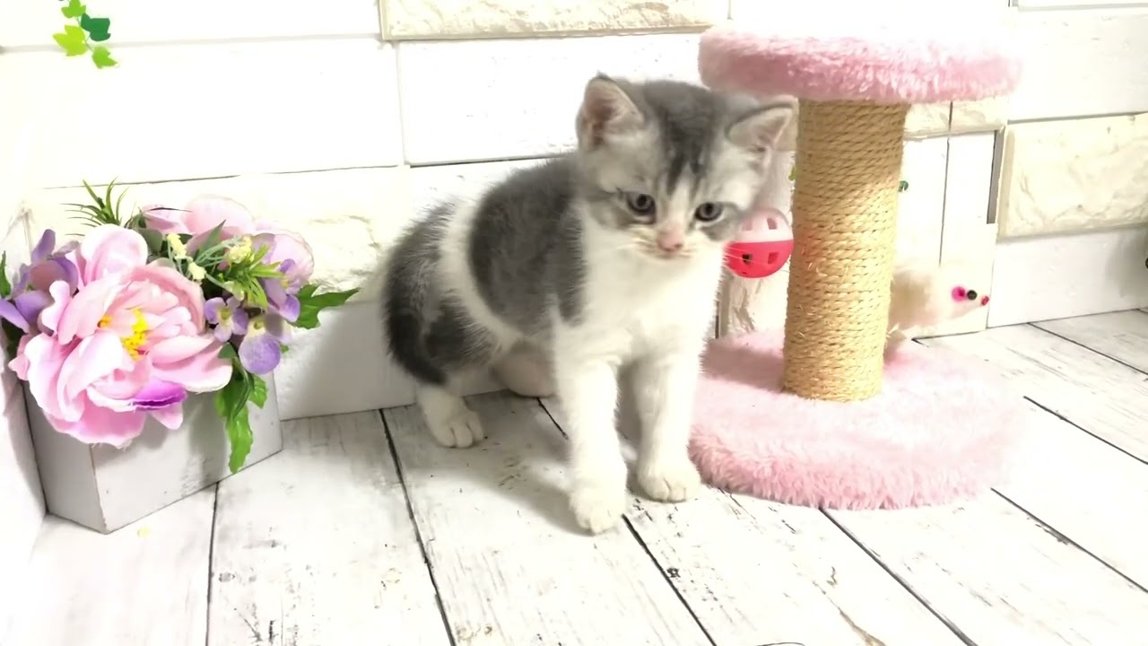 ラムネ×メタから生まれたマンチカンの長足くん①