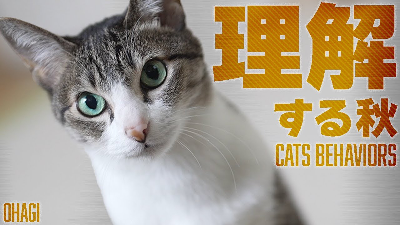 猫の気持ちを理解する秋