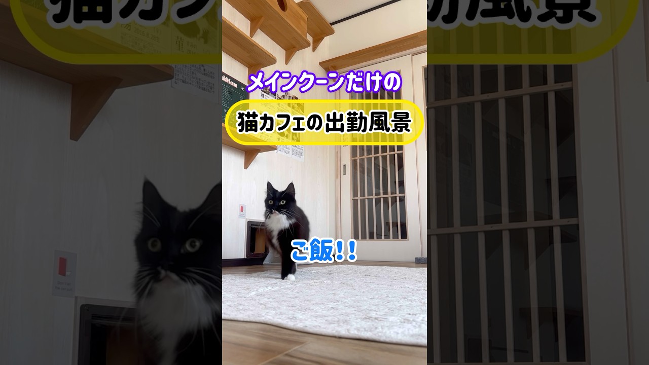 メインクーンだけの【猫カフェの出勤風景】#cat #cooncat #mainecat