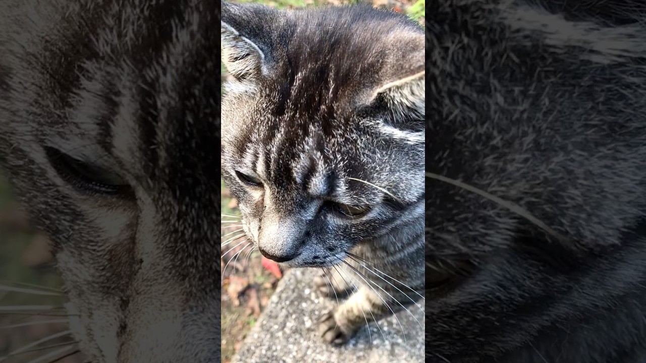 ベンチでサバトラ猫ちゃん撫でてたら三毛猫ちゃんも来て賑わう #Shorts