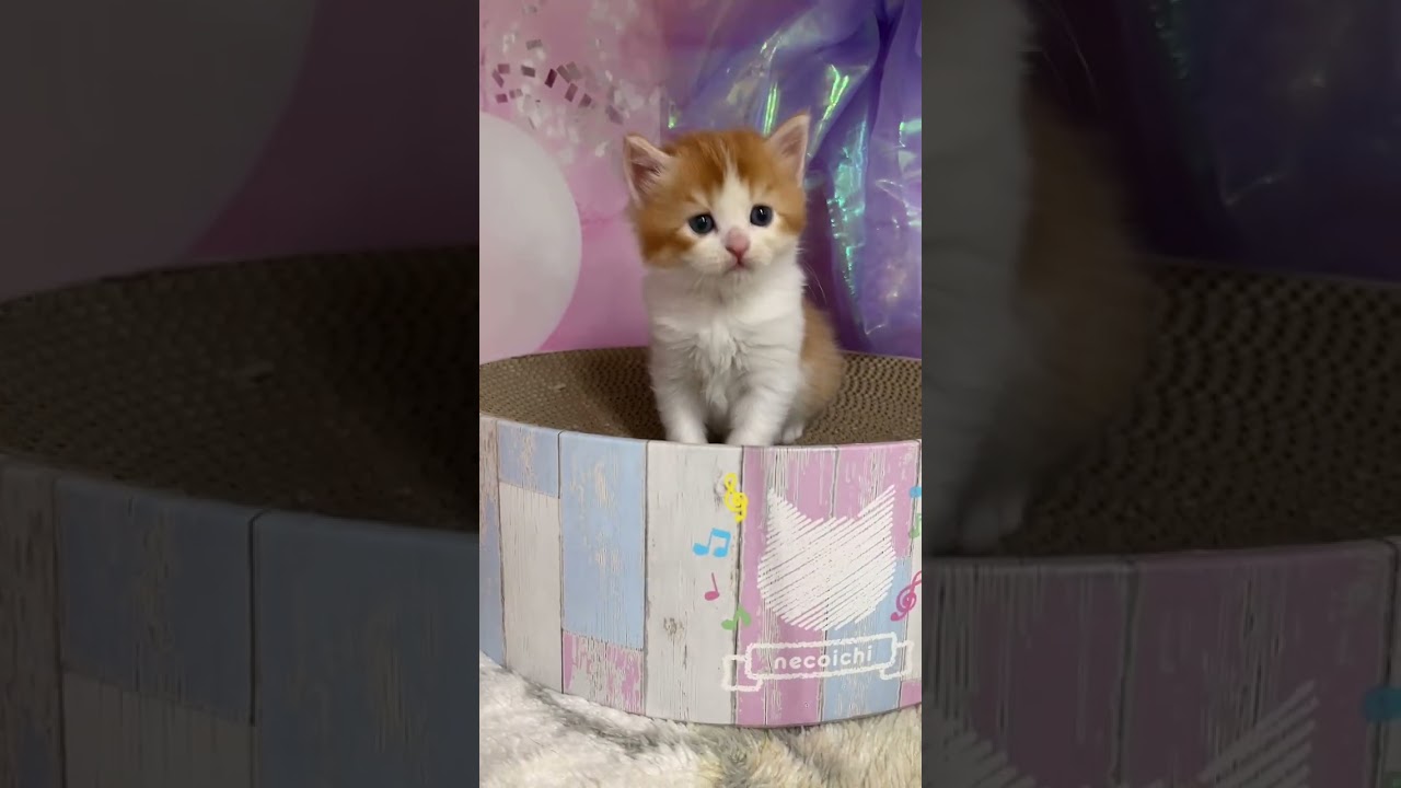 【長足マンチカン】2024年9月21日生まれ♡男の子 #catbreed   #kitten #かわいい子猫  #子猫ブリーダー  #子猫  #cute  #マンチカン