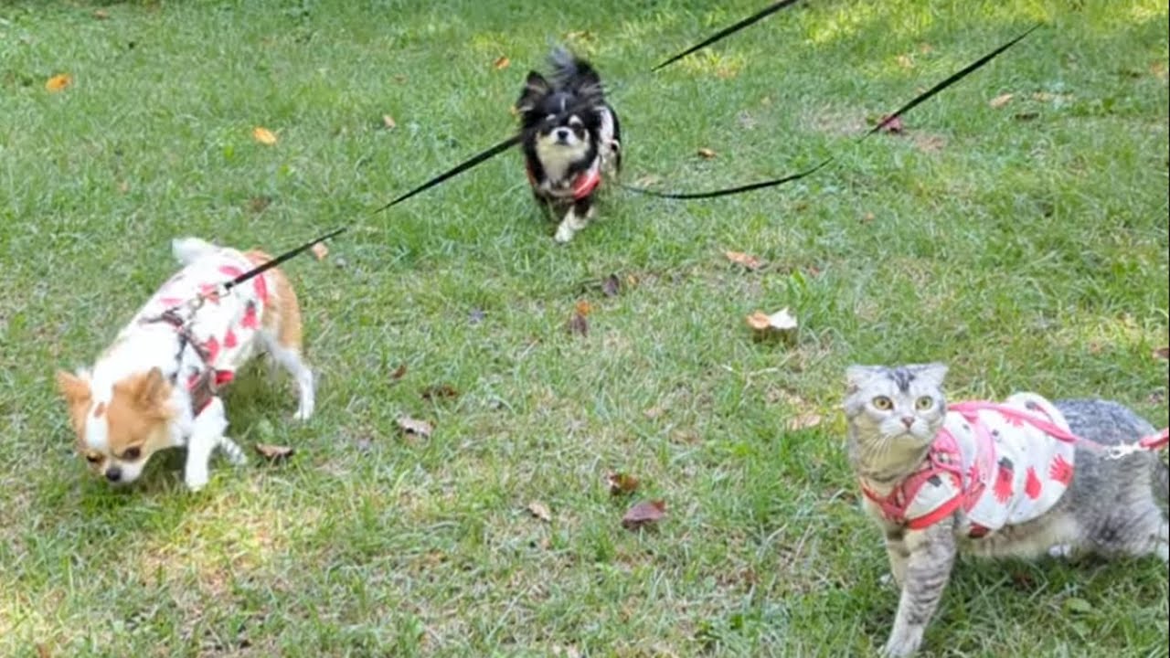 猫とチワワの新しい冒険！ 🐾✨外に出た事がなかった猫？