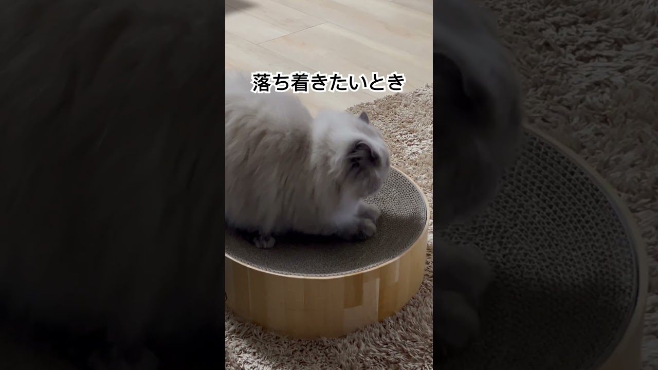 無心で爪研ぐヒマラヤンのマーベル🐈 #shorts #猫のいる暮らし #ヒマラヤン #cat #ねこのまんま #うちのにゃんこ #猫好きさんと繋がりたい #マーベル