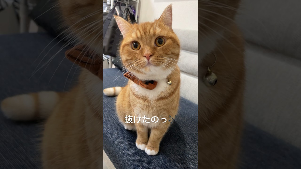 #ごまむぎちゃんねる #マンチカン #ショートレッグ #ロングレッグ #猫 #猫のいる暮らし #cat #cute