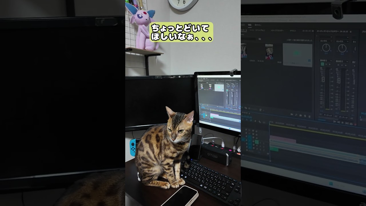 【猫】2024年10月21日 #cat #kawaii #ベンガル #猫のいる暮らし
