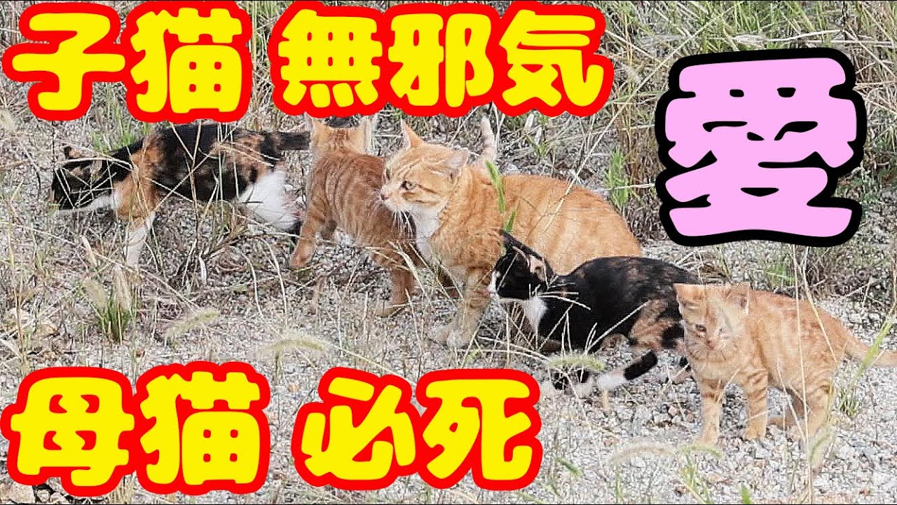 子猫を育てている母猫にご飯をあげたら・・・ たくさんのさくらねこと野良猫にご飯をあげたら・・・ 癒され野良猫動画 感動猫動画