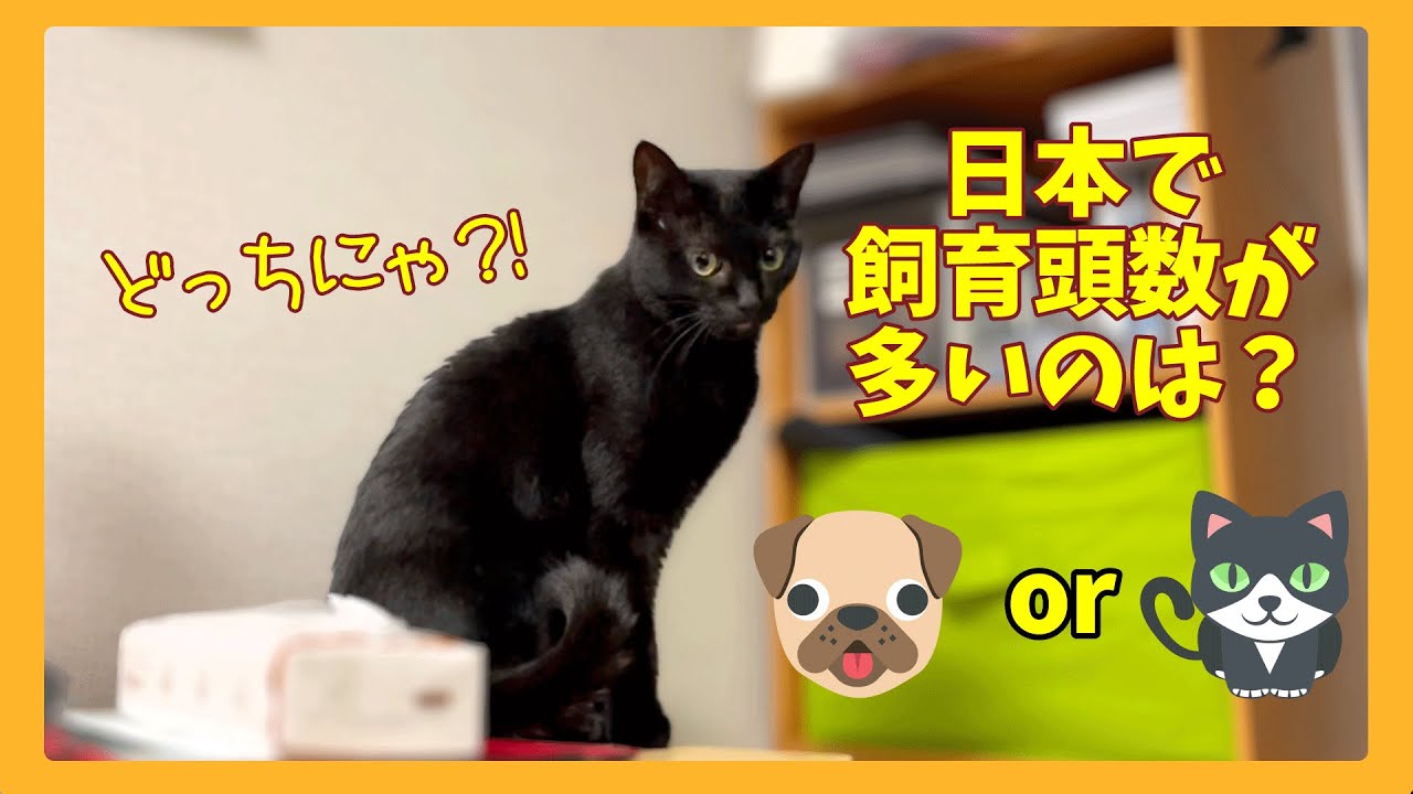 日本の猫と犬の飼育頭数はどちらが多いでしょうか？なづきと遊びながらそんな疑問を調べてみた