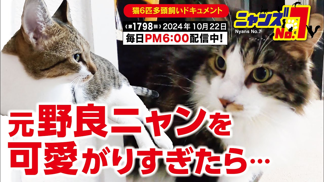《第1798回》元野良ニャンを可愛がりすぎたら・・・