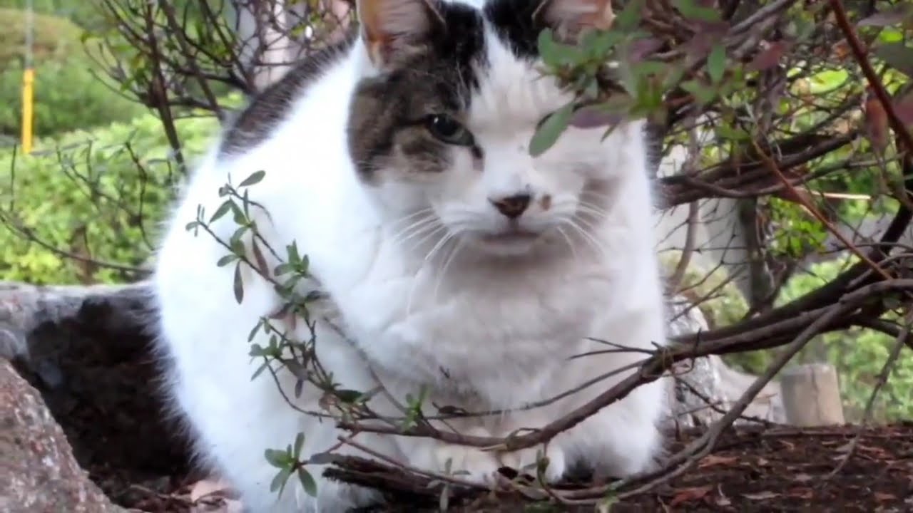 [野良猫]隠れてるつもりのぽっちゃり猫が可愛すぎる！[straycat]The chubby cat hiding is so cute!