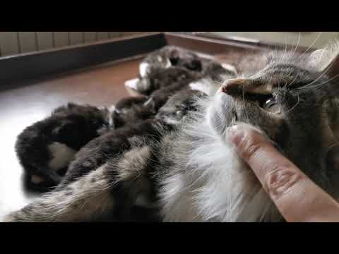 生後20日のノルウェージャンフォレストキャットの赤ちゃん