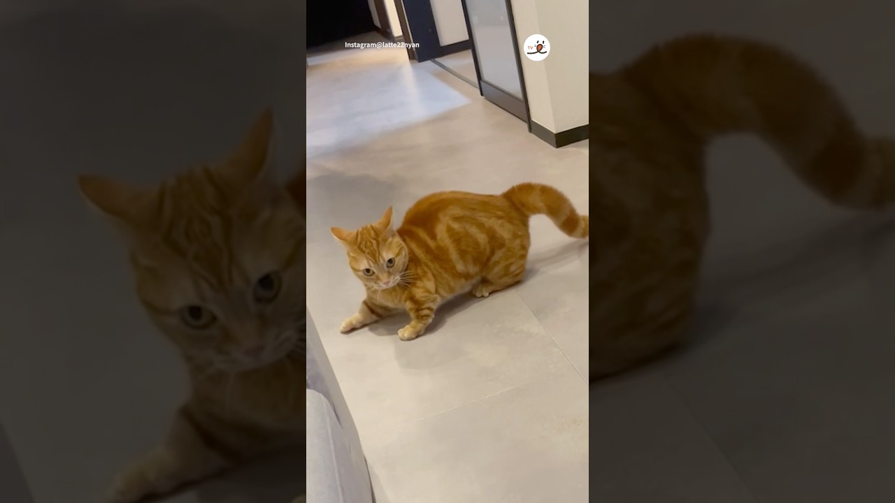こう見えて「あそぼ！」って誘ってます｜PECO #マンチカン #猫 #愛猫家 #猫のいる暮らし #munchkin #cat #catlover #catlife