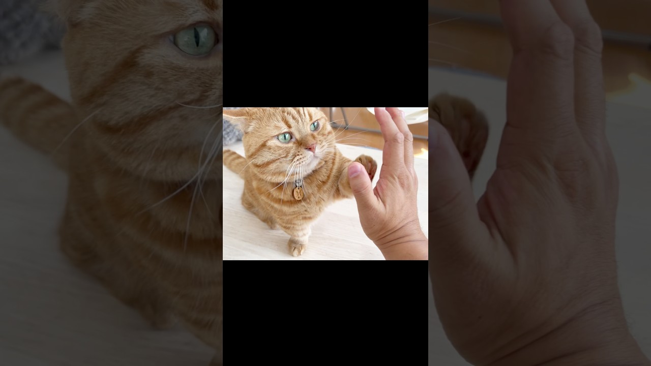 ハイタッチする猫がかわいすぎる！ #猫 #マンチカン #shorts