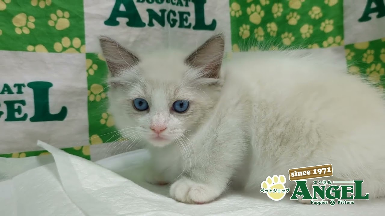 ラグドール 2410134 【ペットショップエンゼル　子犬・子猫販売】