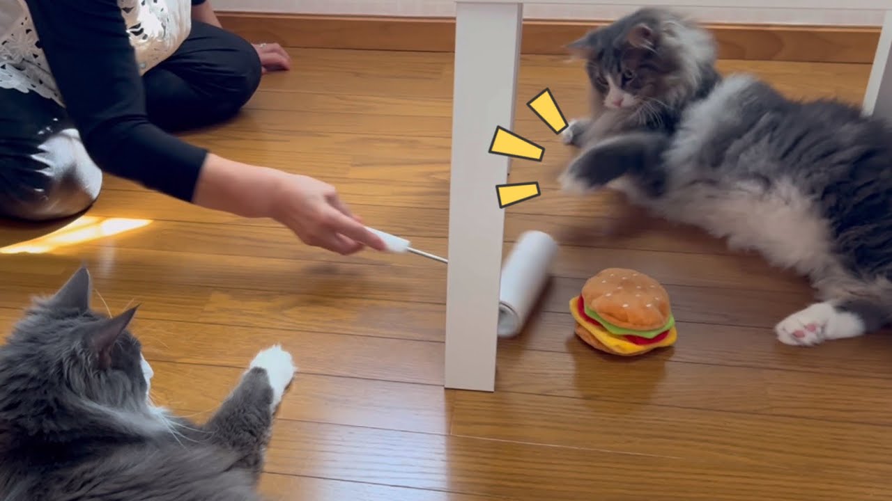 【ばあば👵🏻】お掃除してから遊びましょうね〜♪ノルウェージャンフォレストキャットとターキッシュアンゴラ♡