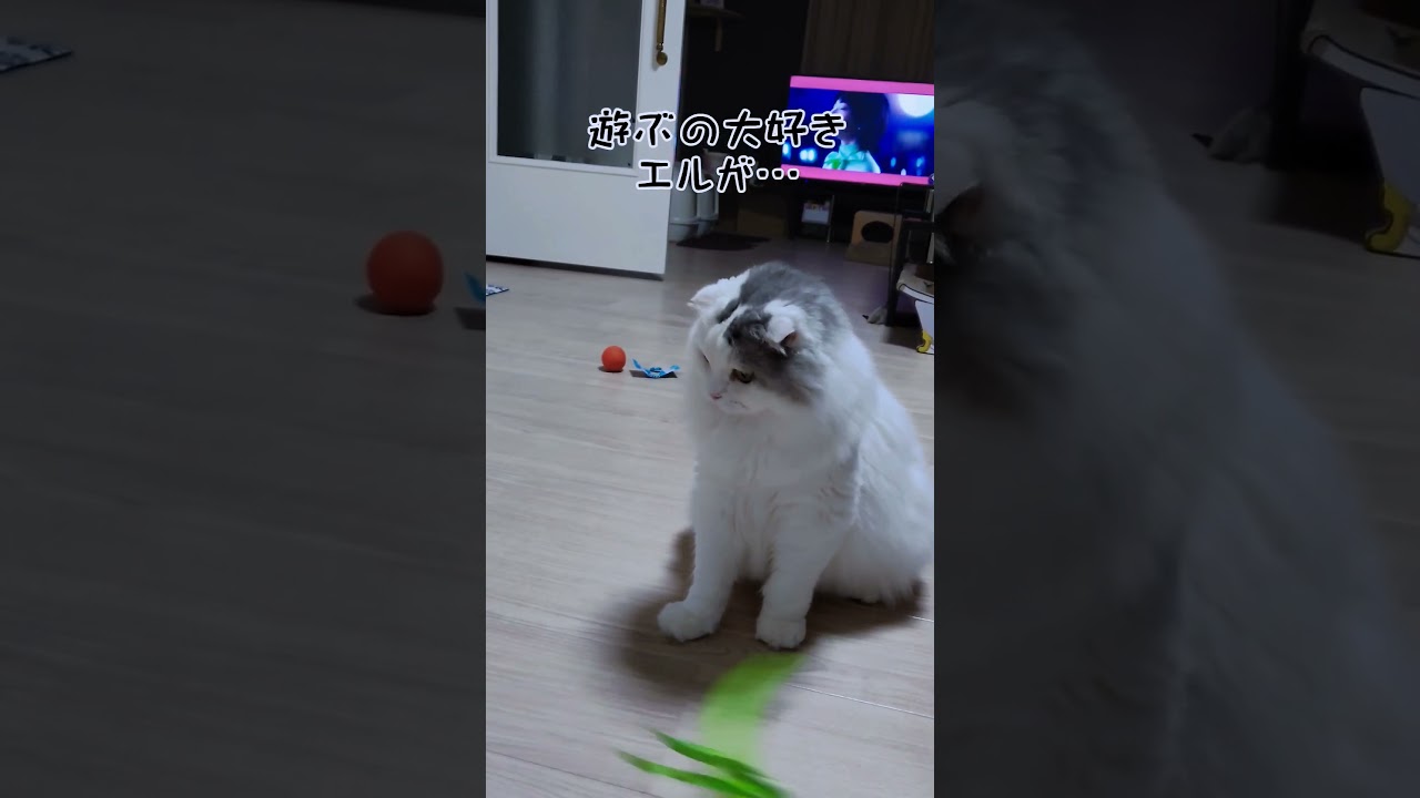 [ダイソー] 猫の新しいおもちゃを購入😸 #スコティッシュフォールド #shorts