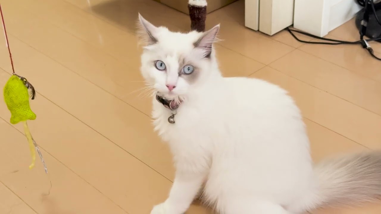 おもちゃ遊び詰め合わせ #cat #猫 #ラグドール