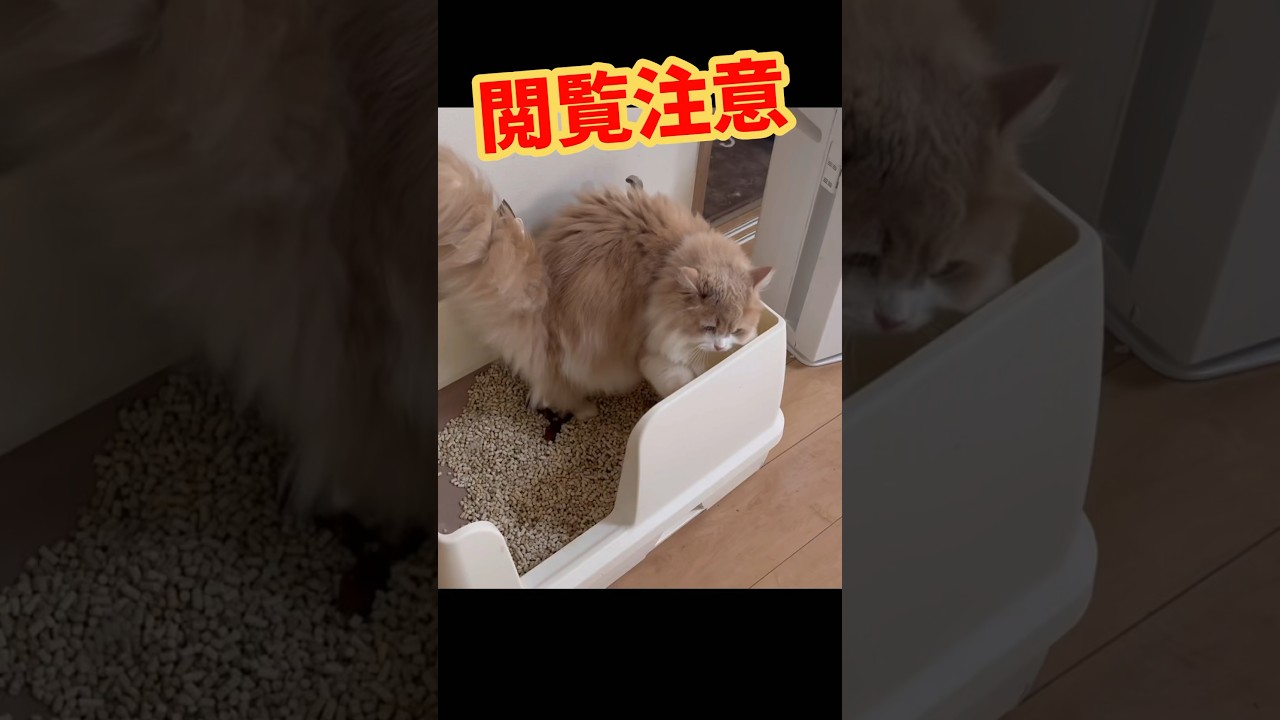 どうしても隠したくない猫　閲覧注意　もふもふサイベリアン　#shorts