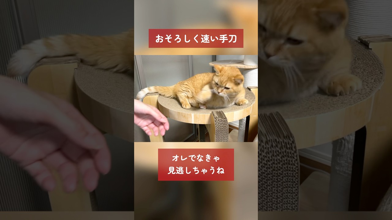 おそろしく速い手刀を繰り出す猫