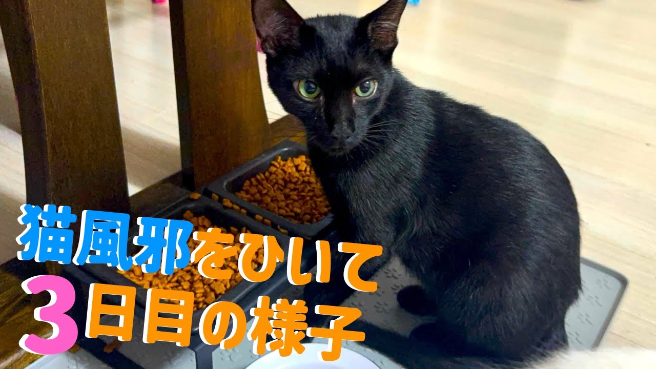 【急病のその後】猫の急な体調不良から4日経った現在の様子【元保護猫】