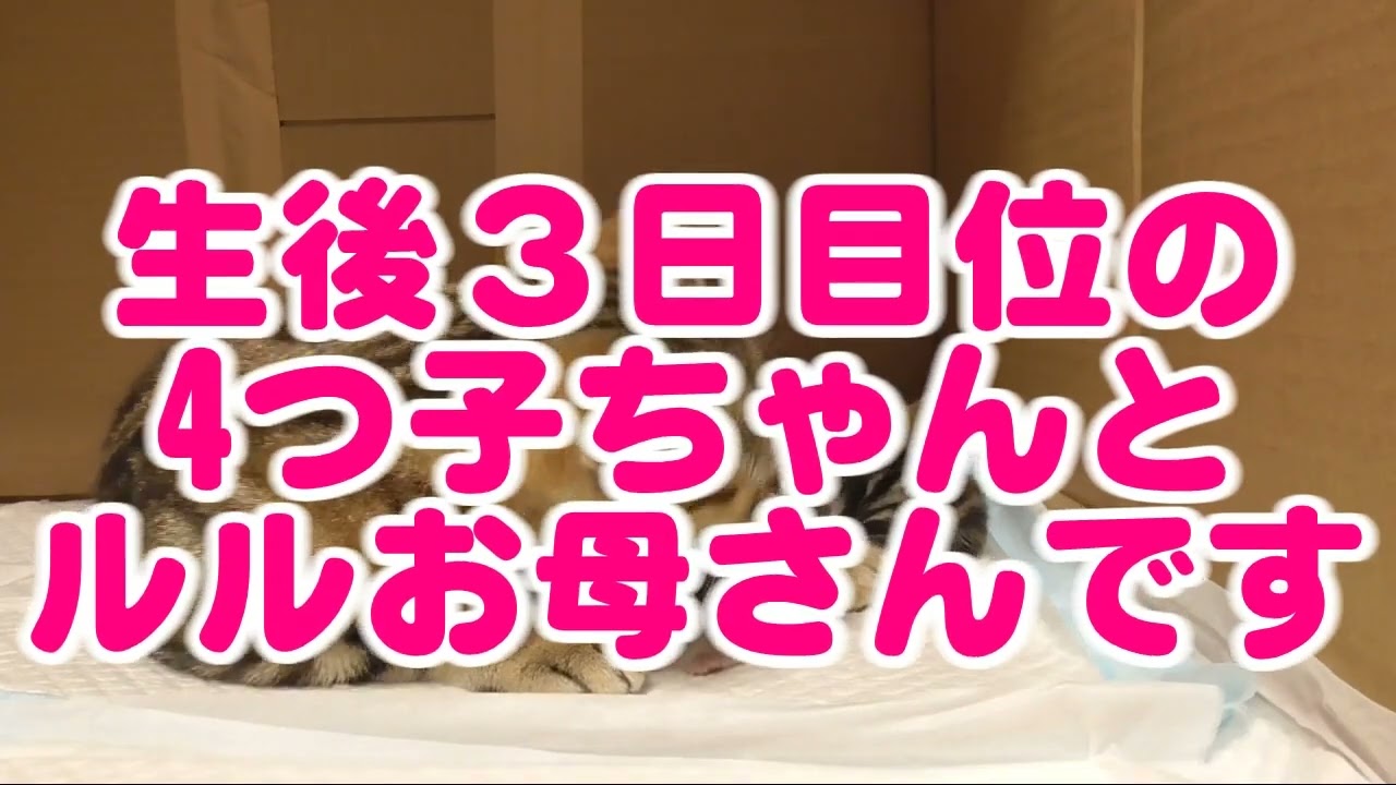 我が家のアメリカンショートヘアーのかわいい四ツ子たち