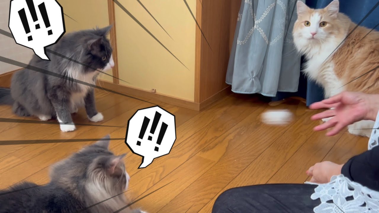 【楽しい🩷】夢中で遊ぶ、ばあばともふ猫たちwwwノルウェージャンフォレストキャットとターキッシュアンゴラ♡