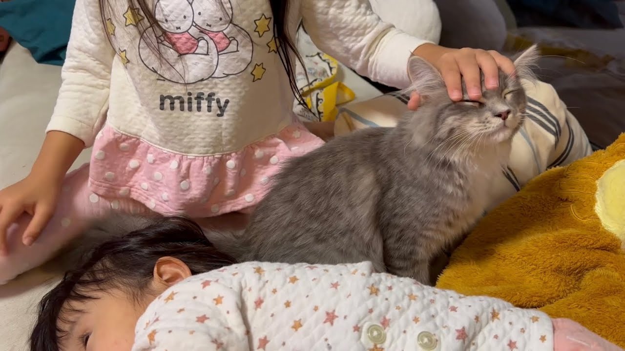 撫で続けられるのも満更でもない様子の猫　サイベリアンThe cat doesn't seem to mind being petted continuously. Siberian