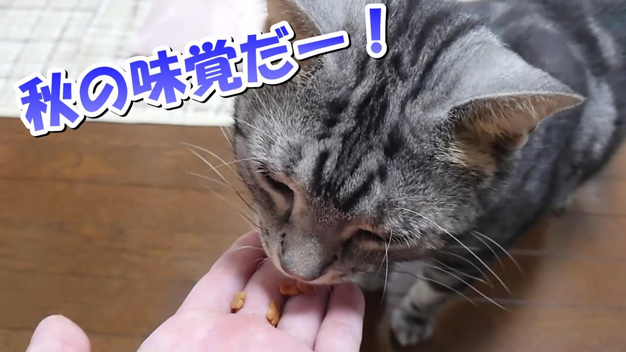 秋の味覚だー！猫も旬の食べ物（アメリカンショートヘア）