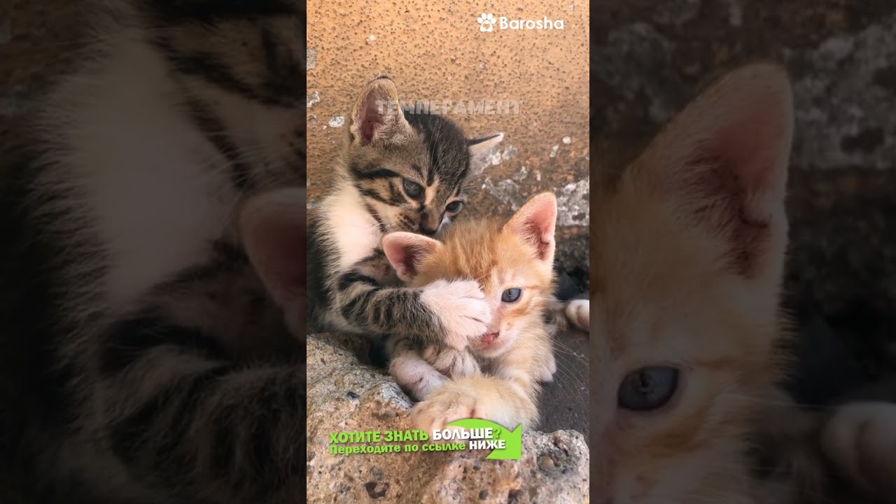 #Shorts 🐾 Кот или Кошка 🐾  Плюсы и Минусы🐾