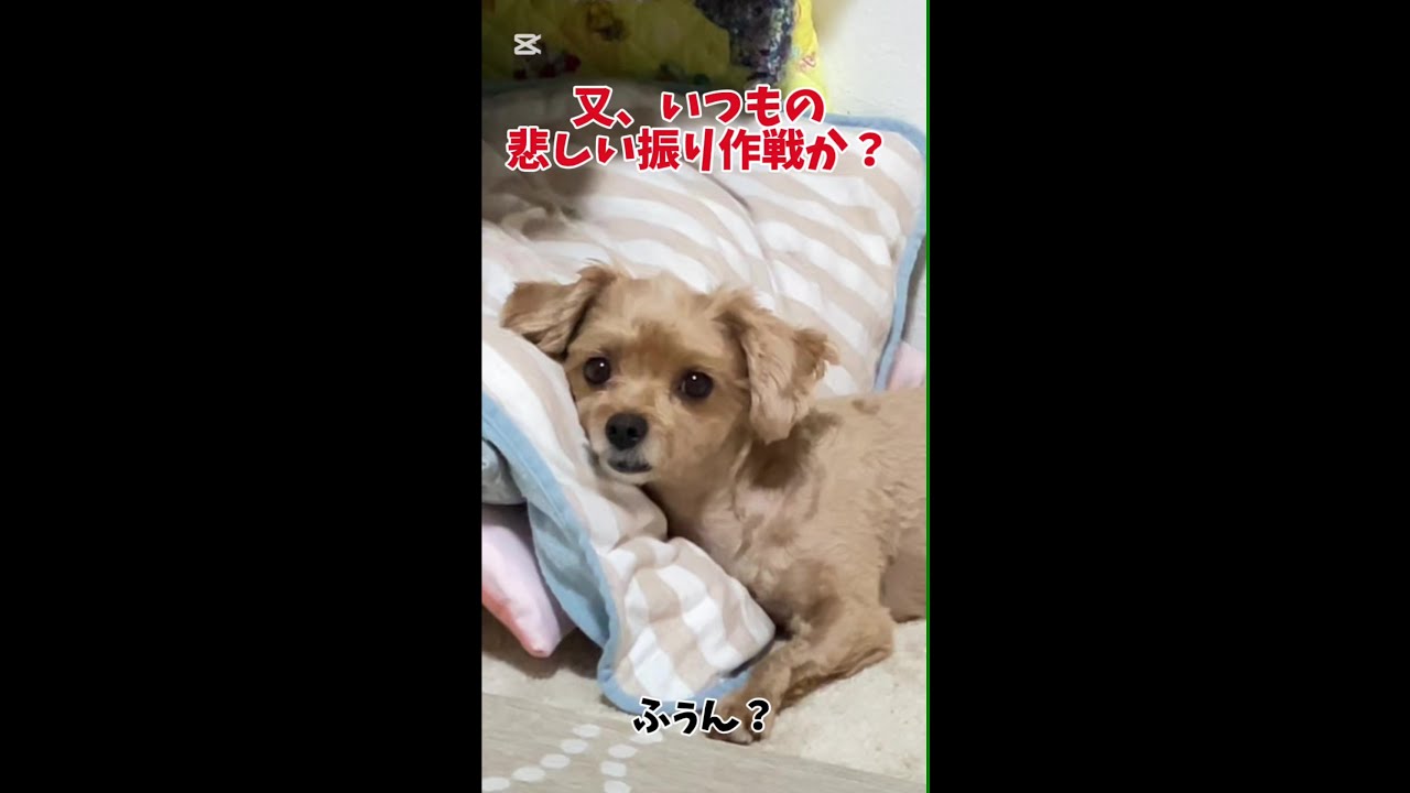 かまってほしくて【スフィンクス】みたいに固まるマル吉！！