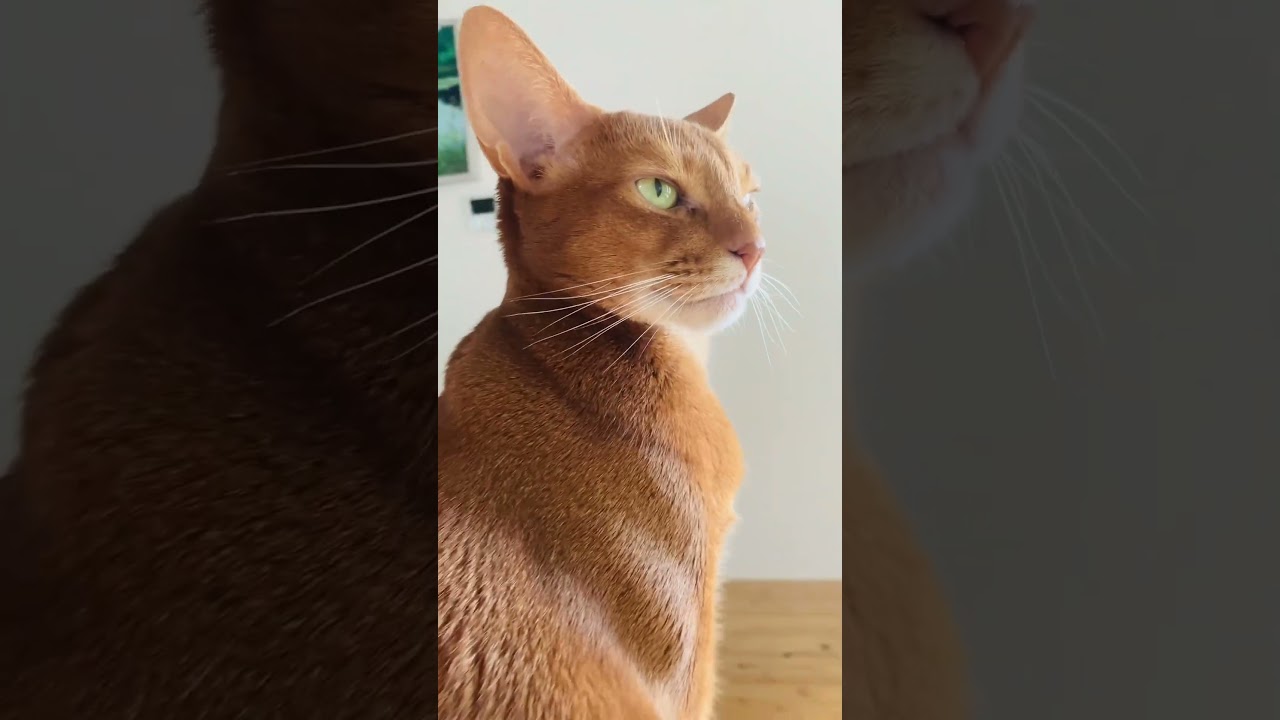 神々しいお猫さま#猫#こころ#アビシニアン#レッド#god#cat#abyssinian#red