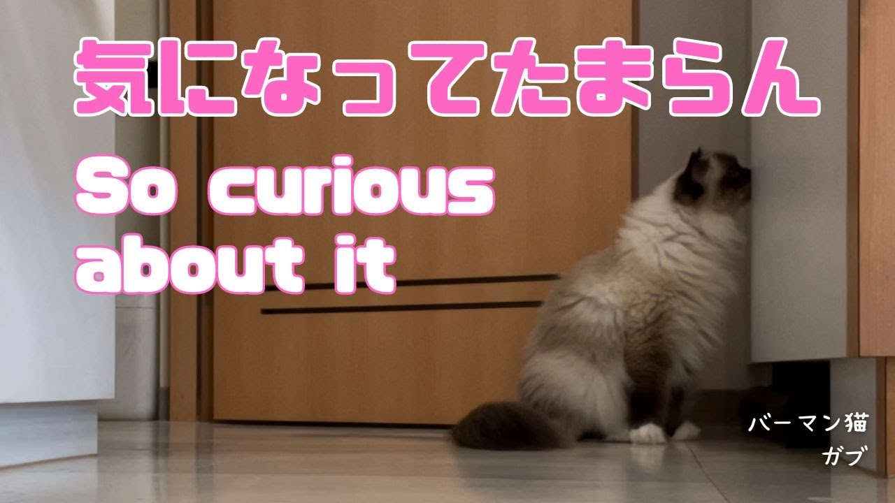 バーマン猫【気になってたまらん】So curious about it（バーマン猫）Birman/Cat