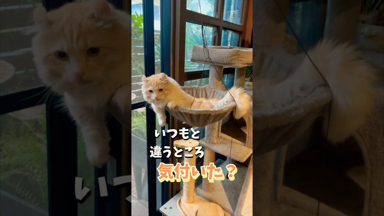 【キンカロー】涼しくなってハンモックでのんびり毛玉【マンチカール】