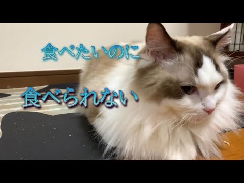 猫とヘイトごはん｜【閲覧注意】繰り返し嘔吐、食欲不振です