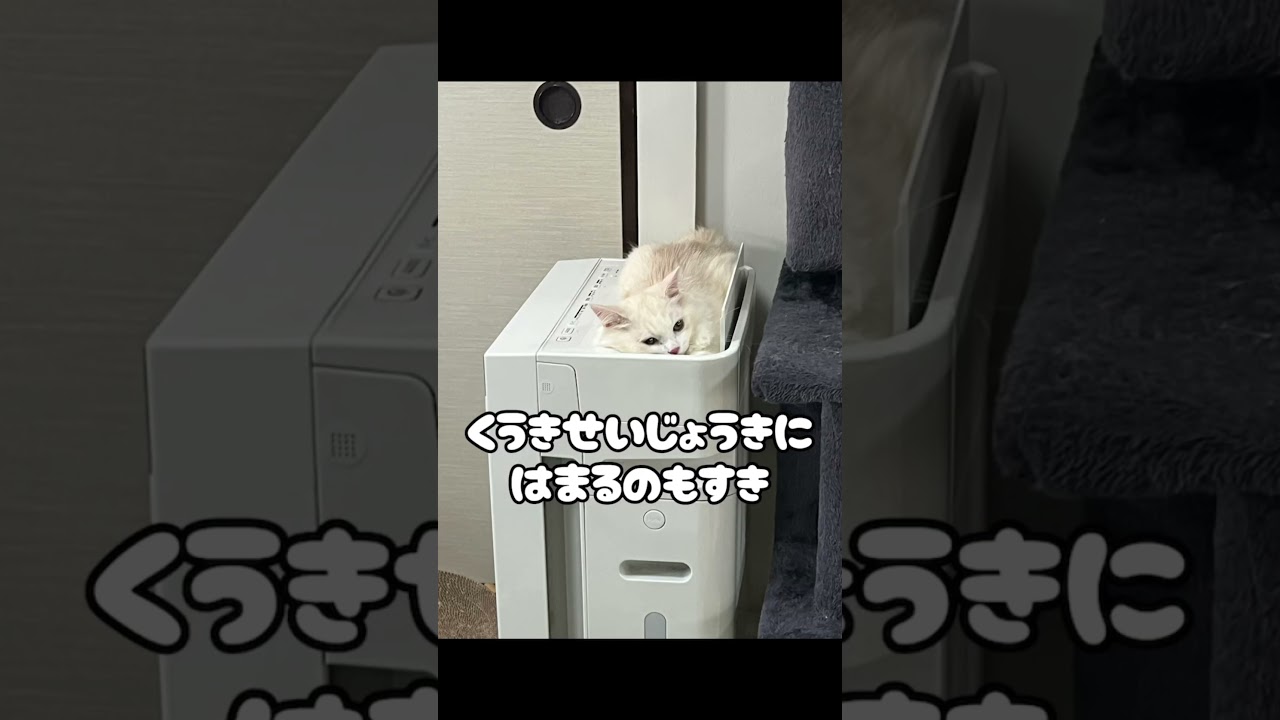 【ラガマフィン】マフィン紹介動画【猫】 #猫　#ラガマフィン #猫のいる暮らし #cat  #shorts #日常 #猫好きさんと繋がりたい