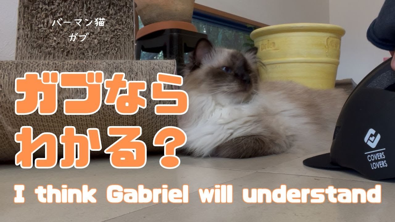 バーマン猫ウリとガブリエル【ガブならわかる？】I think Gabriel will understand（バーマン猫）Birman/Cat