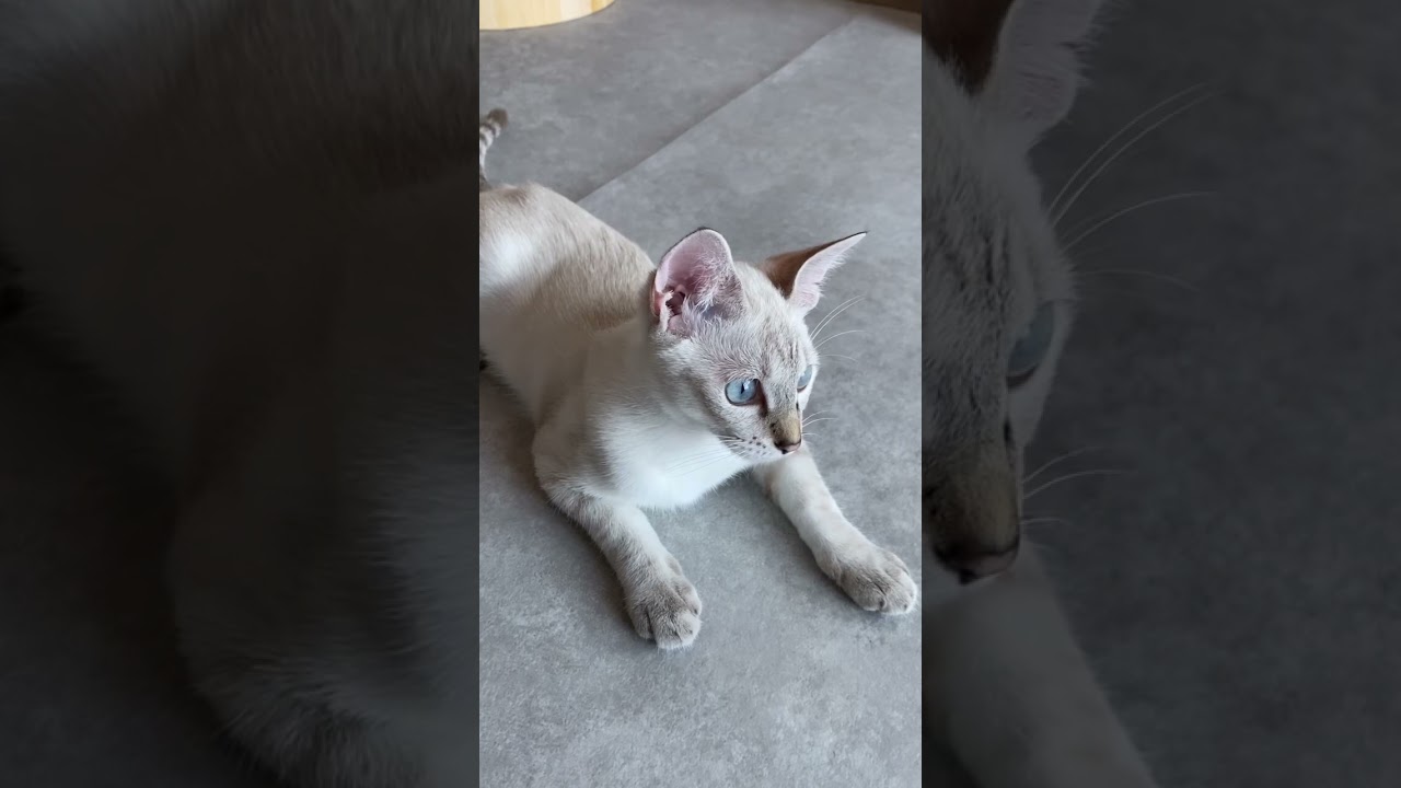 お外を見つめる子　#元保護猫　#シャムトラ　#シャムミックス　#cat #猫耳 #kitten #シャムmix  #子猫 #猫耳
