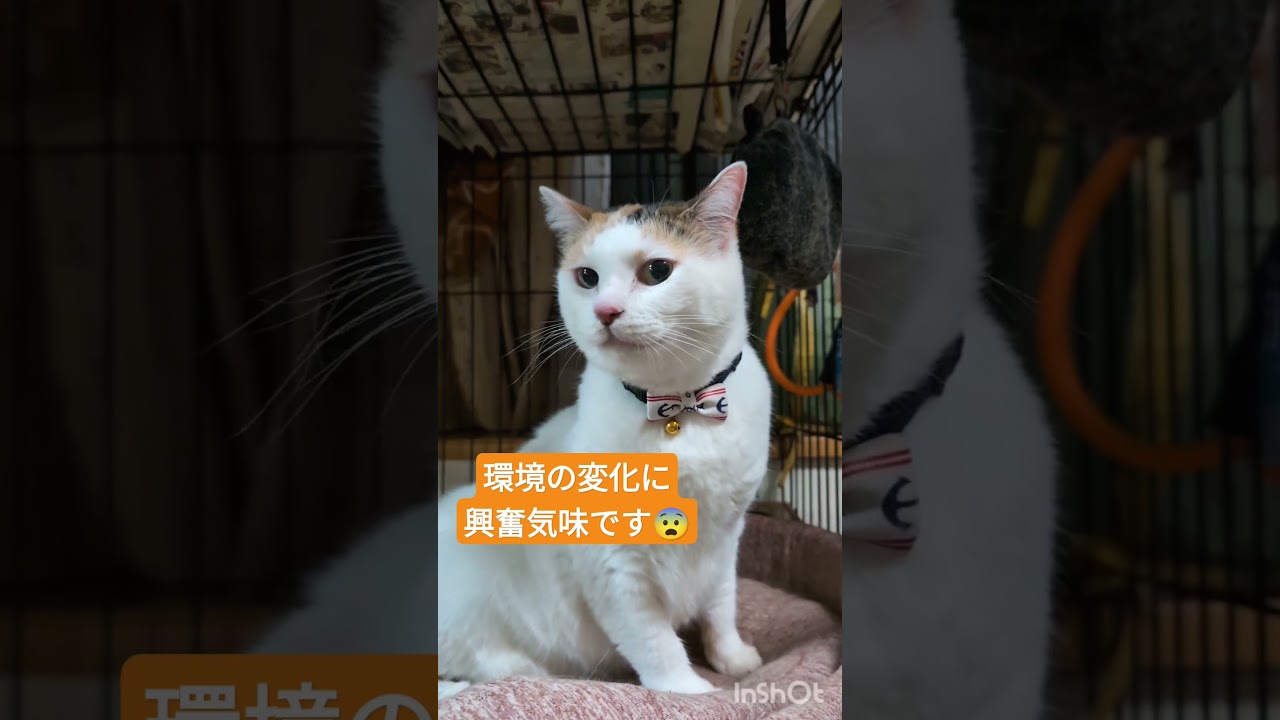 三毛猫ねね😺保護猫を家族に迎えました😊威嚇のシャーでご挨拶してくれました🤭#三毛猫#威嚇のシャー