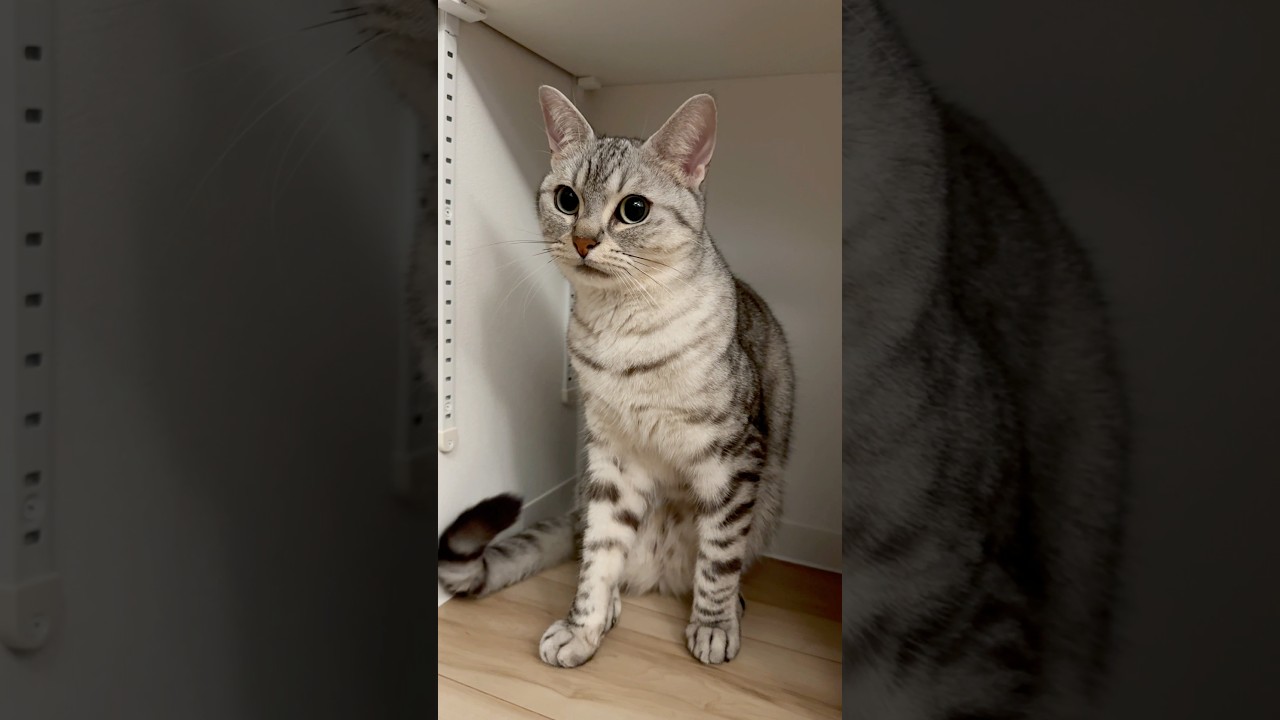 【猫動画】どうしてもパパと風呂に行きたい猫www #shorts
