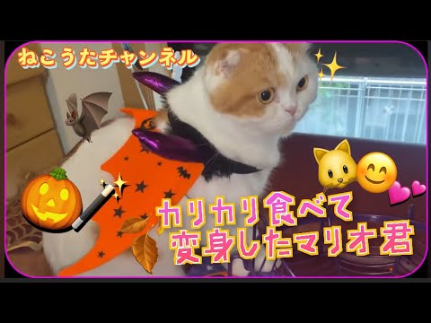 カリカリを、食べた後、変身した・スコティッシュねこ🐱のマリオ君