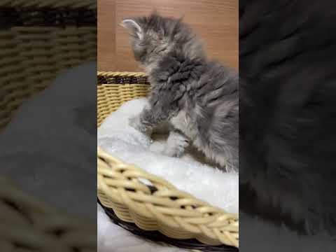 マンチカン ブルータビー&ホワイト（ロング）の女の子♡